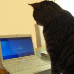 PC-Katze PC-Katze
